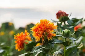 流淌于西域的液体黄金——红花籽油图片