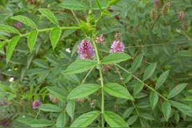 中药中的国老——甘草图片