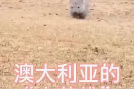 袋熊，澳大利亚明星，就是它挖洞救了很多动物，憨憨的好可爱图片