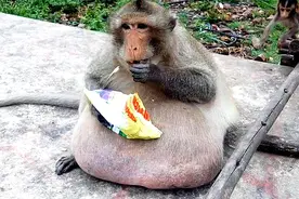 故事：猴子挺着极为笨重的大肚子，以为它怀孕了，了解真相后忍不住心疼图片