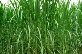 养牛想赚钱，必须先种草，3种常见牧草，最高亩产20吨以上图片