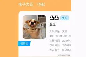 狗子的证件照能有多正经？网友：我家狗好像我经理图片