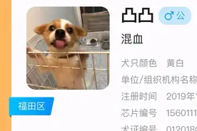 狗子的证件照能有多正经？网友：我家狗好像我经理图片