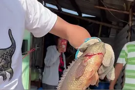 过山鲫能长到一斤多？废弃水塘出现许多巨型过山鲫，肥硕惊人图片