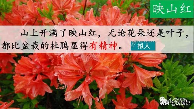 四年级下册语文第17课《记金华的双龙洞》图文详解及同步练习