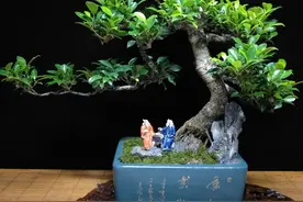 修剪得整整齐齐的盆景，治愈强迫症图片