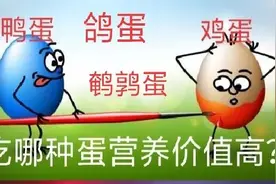 鸡蛋、鸭蛋、鹅蛋、鸽蛋和鹌鹑蛋的营养价值比较。哪个最好？图片