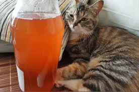 在家自制夏日清凉饮料——冰糖绿豆汤，冰爽可口清热解毒还能减脂图片