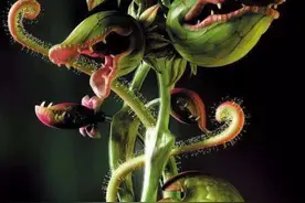 关于食人花你知道？我来告诉你！图片