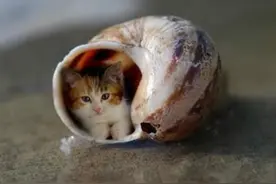 世界上最小的猫——皮堡斯图片