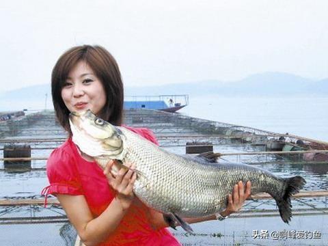 翘嘴鱼怎么去鱼鳞