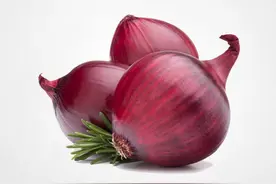 洋葱平庸却不平凡图片