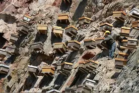 【十堰】竹山建首个“崖壁蜂场”，采蜜人化身“蜘蛛人”在悬崖上作业图片