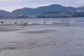 云南大理突然“万鱼起舞”和越南地震有关联？官方说明图片