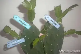 有花友问为什么嫁接花卉总是不成功，其实是你没有管理好图片