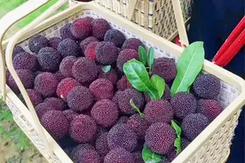 浙江男子吃下半篮杨梅，肠子里出现密密麻麻小点！千万别这么吃…图片