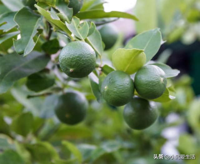 这种橙子果肉极酸，富含氨基酸食用价值高，把它认作青柠可亏了