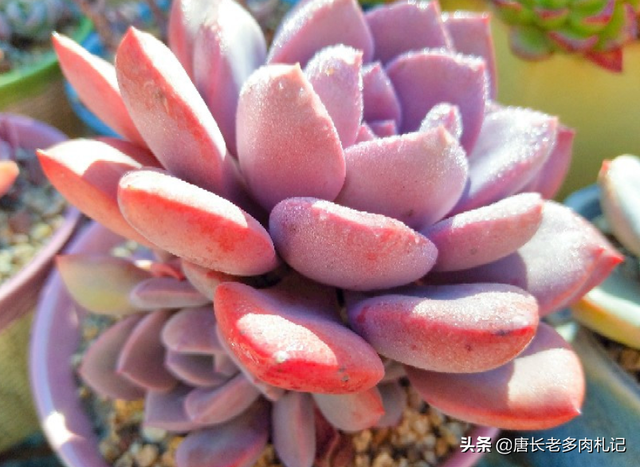 晨曦下的黛比多肉黛比简介:黛比是风车石莲属的多肉植物(风车草属跟拟