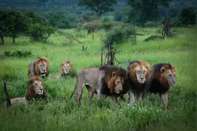 6头幼狮结成生死同盟，横扫草原虐杀同类，最终内部分裂而覆灭图片