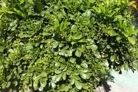 想要家里香喷喷，不如养盆“米兰花”，而且香味浓，爆盆还轻松图片