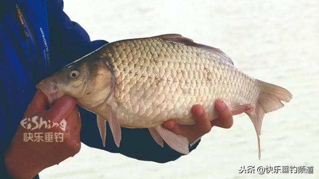 自制酒米独门秘方，让你钓鲫钓到手发软！