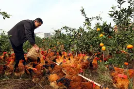 “林下养鸡”曾经风靡一时，如今没落了，是模式不行吗？图片