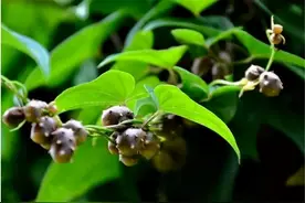 农村1“灰果子”，鸟蛋大小，样貌一般但价格珍贵，取名为山药豆图片