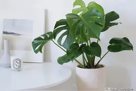 家居植物推荐：盘点好养活的网红绿植，最后一款绝了图片