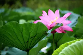 爷爷的生日礼物图片