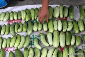你见过真正的黄瓜没有？图片