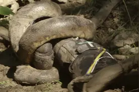 一条蛇卖一百万？堪称蛇中大熊猫，又大又毒且中国独有图片
