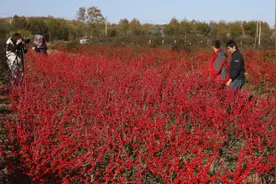优质北美冬青的背后，是怎样一种坚守？图片