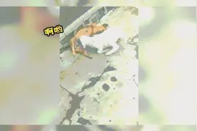 天啦，这只小羊羔疯球了，竟然强吃狗奶，没有王法了。视频封面