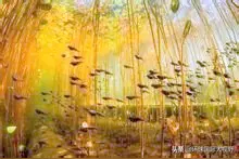 可爱的小蝌蚪图片