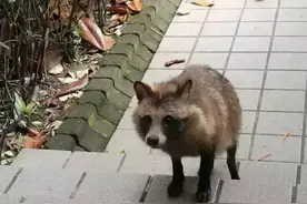 攻击路人，撕咬狗狗，貉局部泛滥，为何还是国家二级保护动物？图片