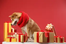 人与“畜生”的区别在哪里图片