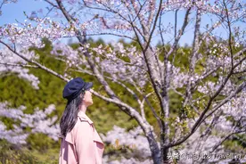 去鹿儿岛看樱花吧，这片粉色世界直击你的少女心图片