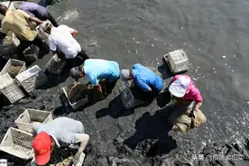 上万东北挖蛏大军：弯腰向大海要尊严，8小时不喝水是基本功图片