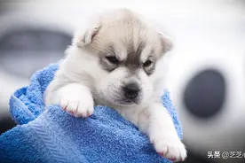 心理学：从微信头像能看出深层心理，对11类头像的性格心理分析图片