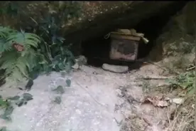 中蜂养殖：野外如何诱蜂图片