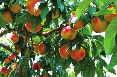 清华学霸理综292分，他说学好理综只需要记这些口诀！