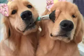 关于“狗狗发情期”的这些事，你需要知道图片