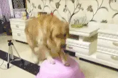 千万别把金毛跟泰迪养在一起图片