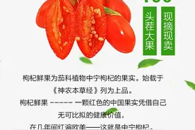 正宗中宁头茬枸杞鲜果来啦！药食同源的超级水果图片