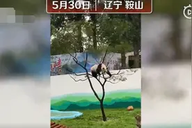 大熊猫树上“蹦迪”压断树枝摔得一脸懵圈，网友：自己多重没数吗？图片