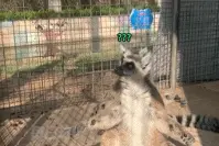 搞笑合集：动物园环尾狐猴集体张开双臂图片