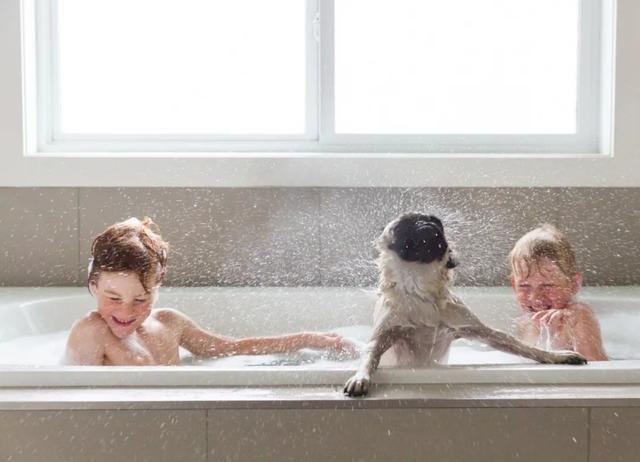 狮王宠物沐浴露去鸡皮肤