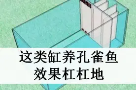 适合养孔雀鱼的一种鱼缸，移动方便，中小型观赏鱼首选