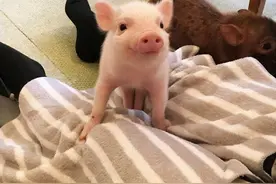 超可爱猪猪咖啡馆，撸猪变成新潮流？网友：迷你猪真香图片