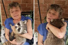 一只被收养后回归自然的浣熊，被发现它经常回来看望曾经的主人图片